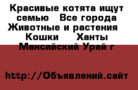 Красивые котята ищут семью - Все города Животные и растения » Кошки   . Ханты-Мансийский,Урай г.